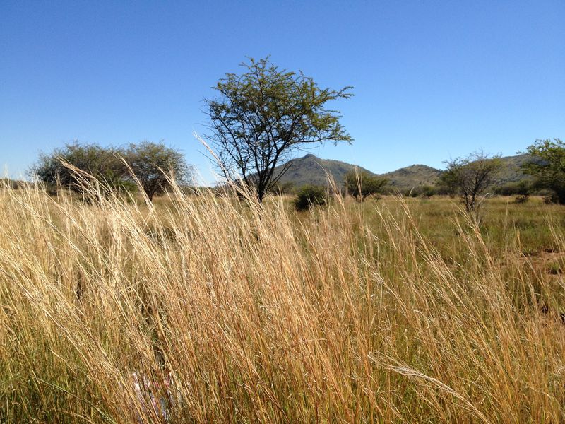 africalandscapegrass